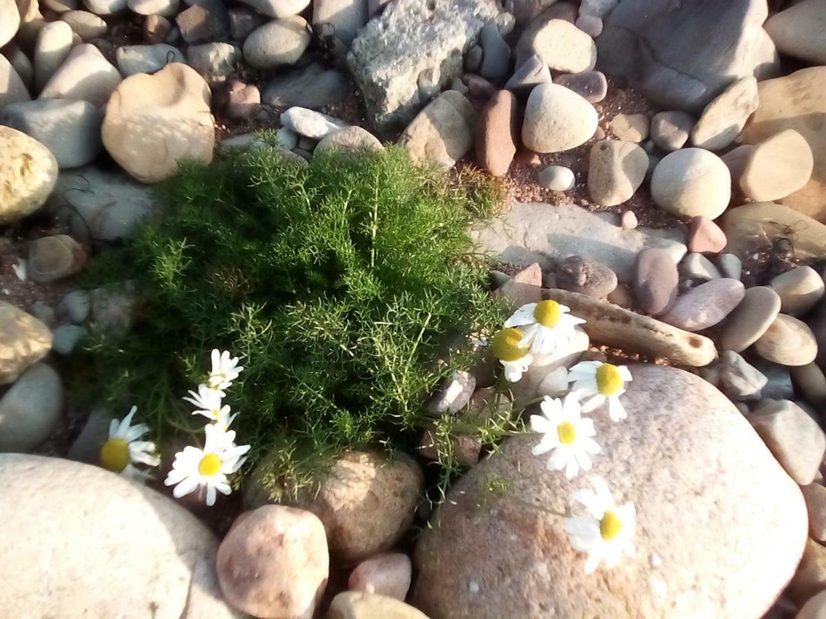 Song Of The Sea, Selkie House Bed and Breakfast Helmsdale Buitenkant foto